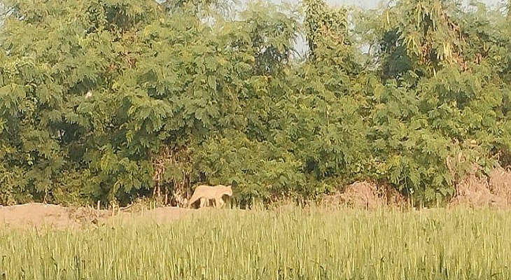 Aajkaal Daily (Desh Pardesh Ni Aajkaal)