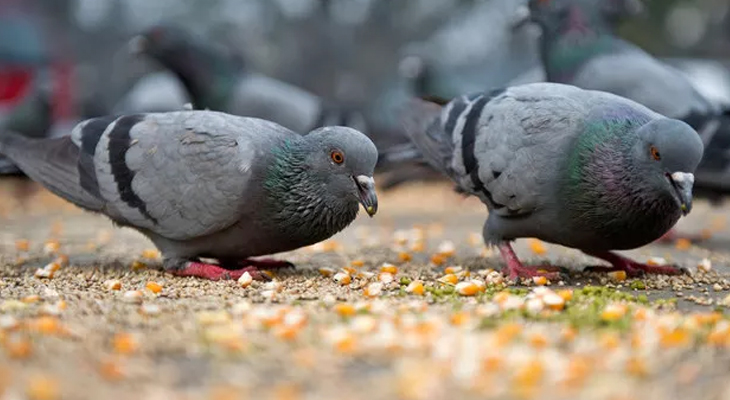 Aajkaal Daily (Desh Pardesh Ni Aajkaal)