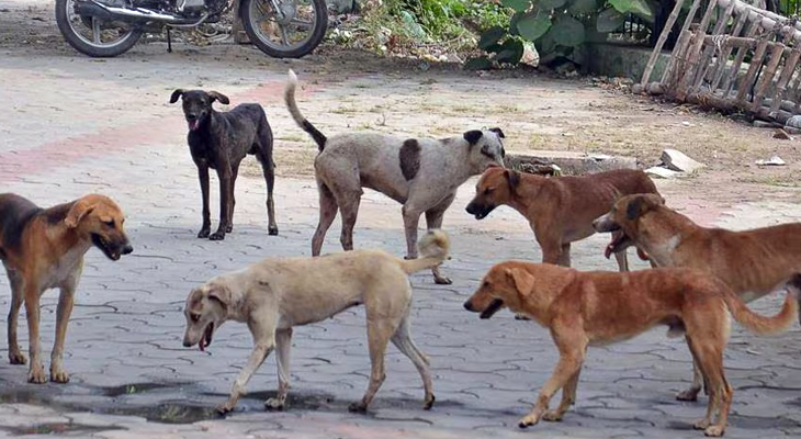 Aajkaal Daily (Desh Pardesh Ni Aajkaal)