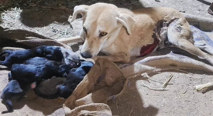 Aajkaal Daily (Desh Pardesh Ni Aajkaal)