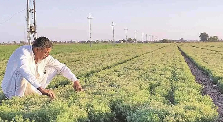 Aajkaal Daily (Desh Pardesh Ni Aajkaal)