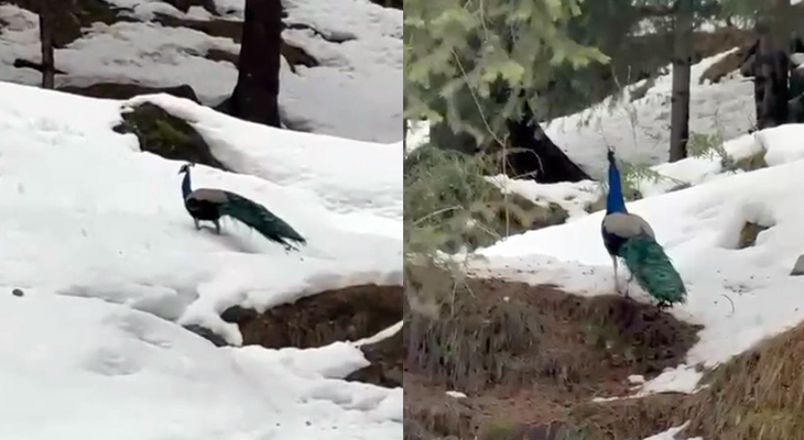 Aajkaal Daily (Desh Pardesh Ni Aajkaal)