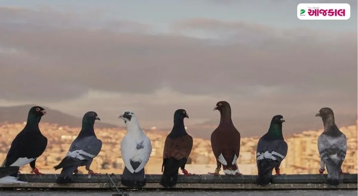 Aajkaal Daily (Desh Pardesh Ni Aajkaal)