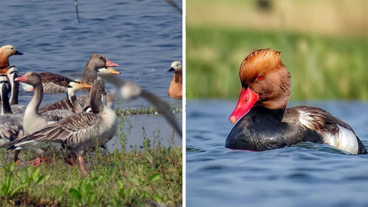 Aajkaal Daily (Desh Pardesh Ni Aajkaal)