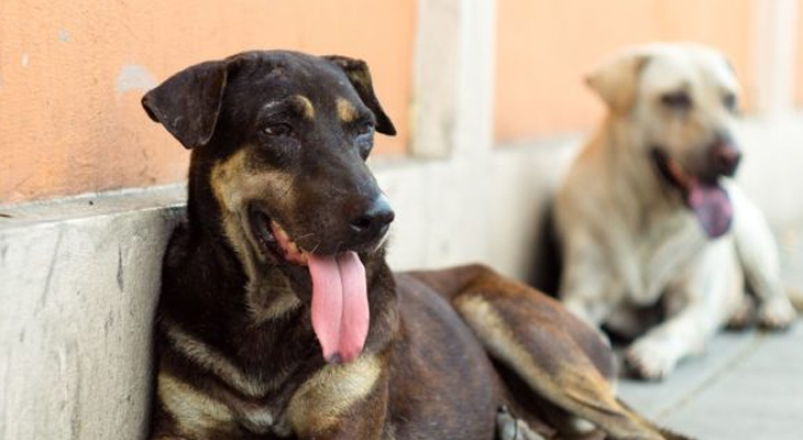 Aajkaal Daily (Desh Pardesh Ni Aajkaal)