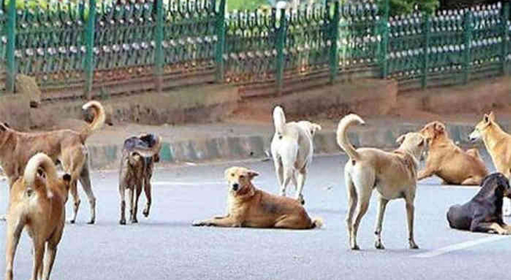 Aajkaal Daily (Desh Pardesh Ni Aajkaal)