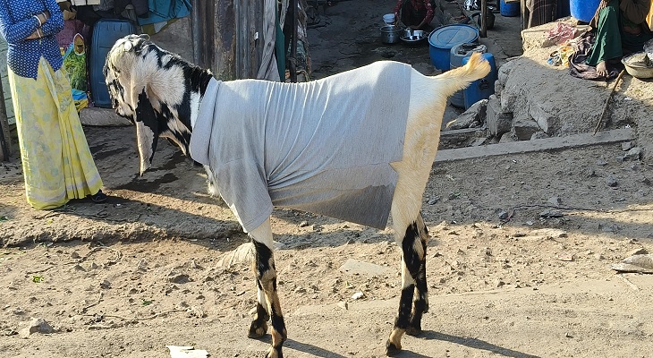 Aajkaal Daily (Desh Pardesh Ni Aajkaal)