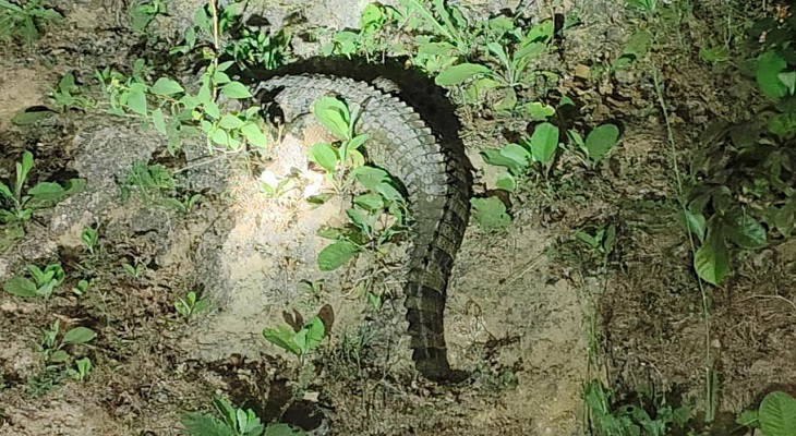 Aajkaal Daily (Desh Pardesh Ni Aajkaal)